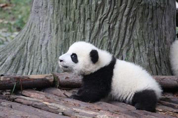 Fototapeta premium Baby Panda on the Playground