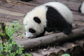 Fototapeta premium Baby Panda on the Playground