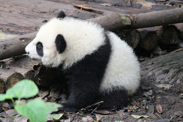 Baby Panda on the Playground