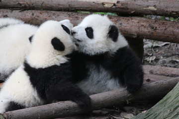 Obraz premium Kissing Pandas