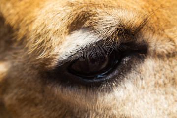 Fototapeta premium Giraffes in the African savannah 