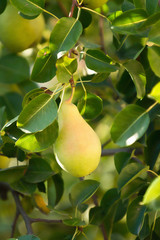 Bartlett or Williams pear tree
