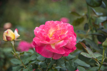 Field of beatiful pink rose in garden