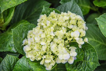 White hydrangea flowers,Beautiful white flower in garden