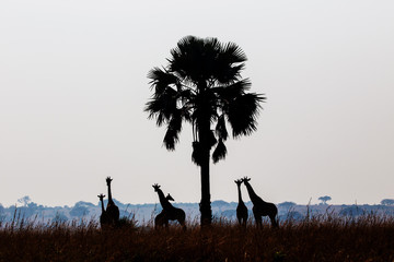 Giraffes in the African savannah

