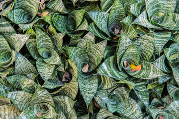 Fototapeta na wymiar Sansevieria plant beautiful background