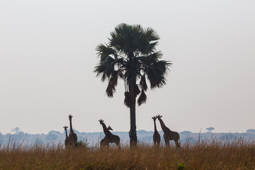 Giraffes in the African savannah

