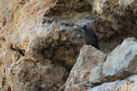 taccola (Corvus monedula) nido su parete rocciosa 