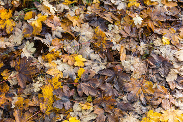 Ahornlaub im Herbst