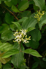 Sanguinello (Cornus sanguinea) - ramo con infiorescenza