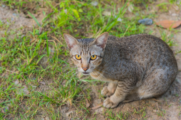 Naklejka na ściany i meble Thai cat sit On grass field.