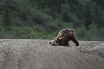 Mosquito bite bear cub © Carl-Erik