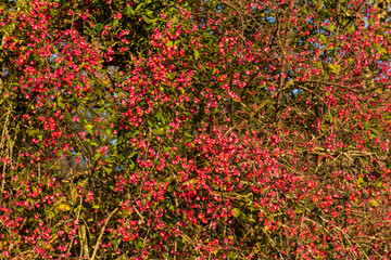 Pfaffenhütchen - Euonymus europaeus