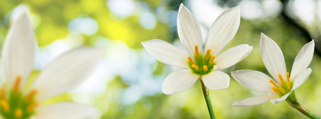 Fototapeta premium image of beautiful white flower on green background closeup