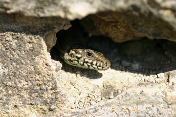 Eidechse im Versteck
