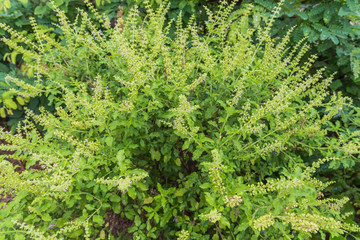 sweet basil tree for for ingredient