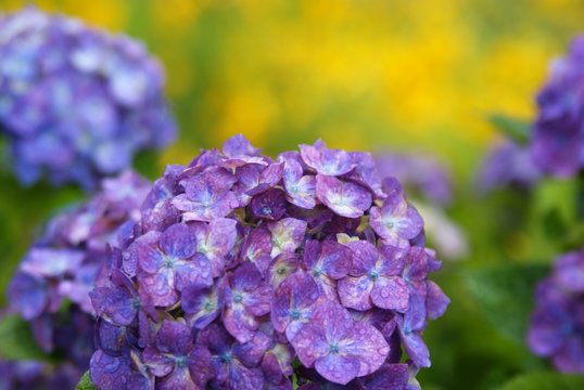 パステル調の紫陽花