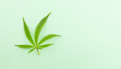 Marijuana plant on green background