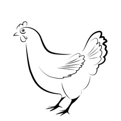 Chickens set vector illustration in black and white, contour and silhouettes.