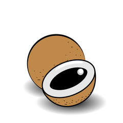 Longan, fruit vector illustration