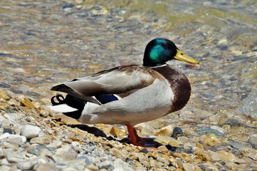 Canard colvert mâle (Anas platyrhynchos)