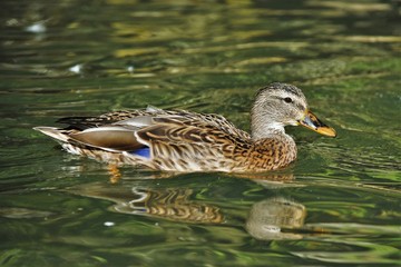 Canard colvert femelle (Anas platyrhynchos)