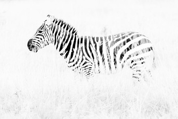 Naklejka na ściany i meble Zebras in the African savannah 