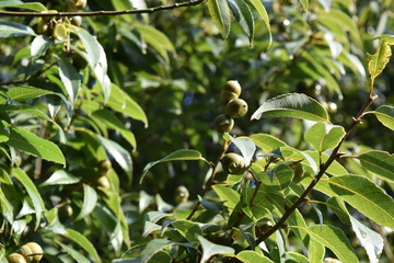 白樫の木とどんぐり
