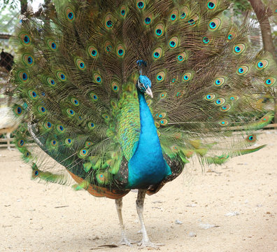 Fototapeta beautiful peacock with feathers out