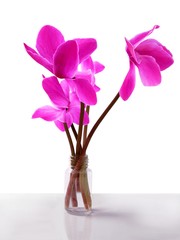 purple flowers of cyclamen potted plant