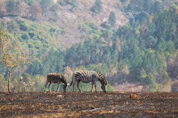 Zebras in the African savannah
