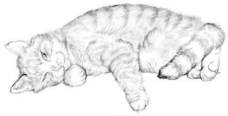 Illustration of a sleeping cat, black and white drawing. Image drawing on computer by graphic tablet.