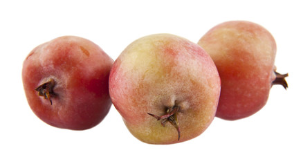 apples