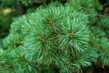 Pine branch with soft needles