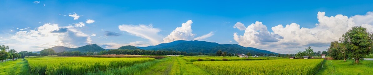   beauty sunny day on the rice field .