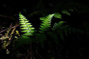 Fern