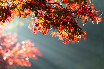 The colored leaves wrapped in a beam of light