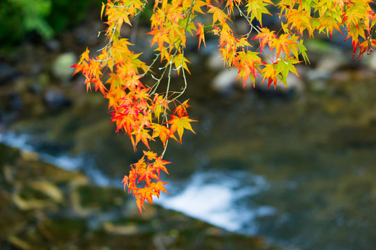 Fototapeta Japanese colored leaves