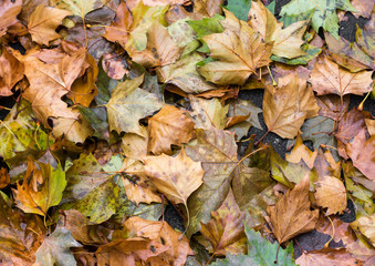 Rutschgefahr durch feuchtes Herbstlaub auf dem Asphalt.