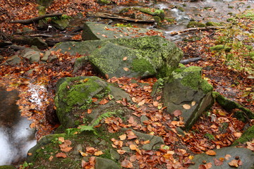 Stream in beech forest in a golden autumn in the Carpathians.