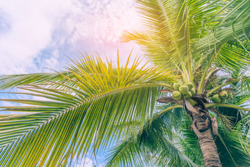 image of coconut tree on day time.