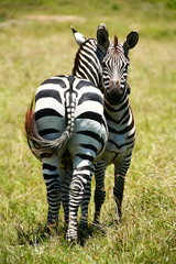 Zebras in the African savannah
