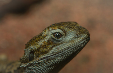 Nahaufnahme einer Zwergagame