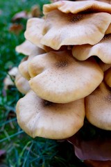 Mushrooms in a forest
