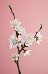 apricot flowers