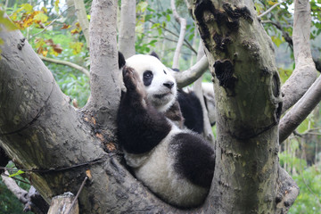 Baby Panda on the Tree