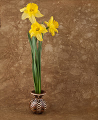 fresh spring flowers of daffodils