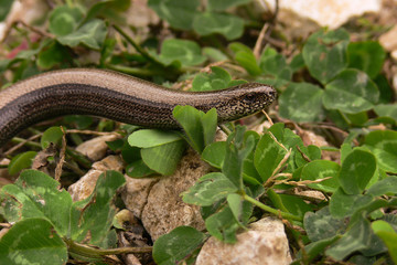 Orbettino (Anguis fragilis) - ritratto