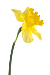 Naklejka na ściany i meble spring beautiful fresh Narcissus flower
