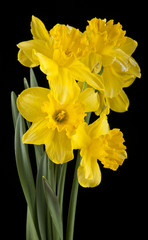 spring yellow daffodil flowers